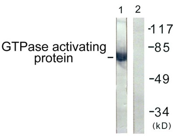 Rac GAP1 antibody