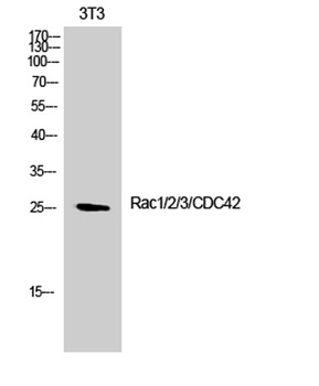 Rac1/2/3/CDC42 rabbit pAb