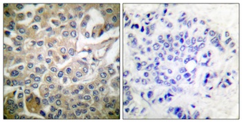 Rac1/2/3/CDC42 rabbit pAb