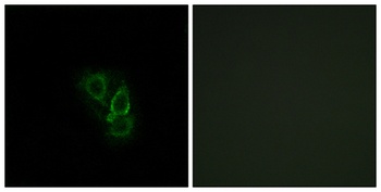 Rad GTPase rabbit pAb