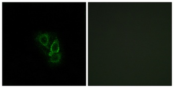 Rad GTPase antibody