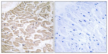 Rad GTPase rabbit pAb