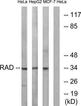 Rad GTPase rabbit pAb