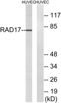 Rad17 rabbit pAb