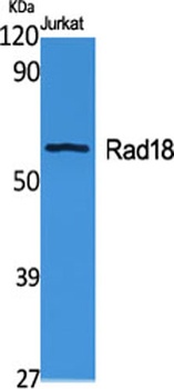 Rad18 rabbit pAb
