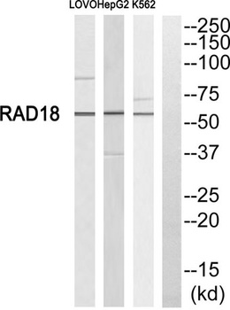 Rad18 rabbit pAb