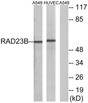 Rad23B rabbit pAb