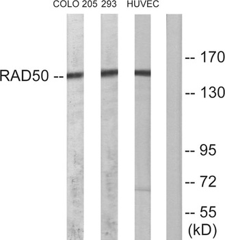 Rad50 rabbit pAb