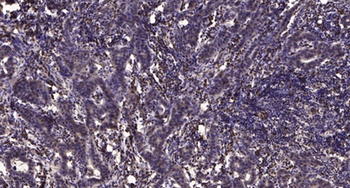 Rad50 antibody