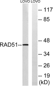 Rad51 rabbit pAb
