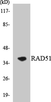 Rad51 rabbit pAb
