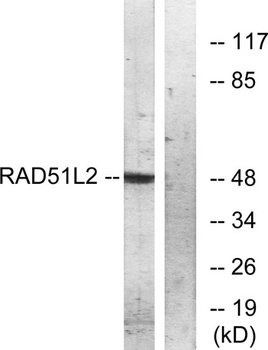 Rad51C rabbit pAb