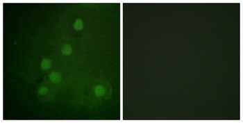 Rad52 antibody