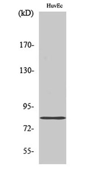 Radixin antibody