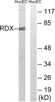 Radixin rabbit pAb