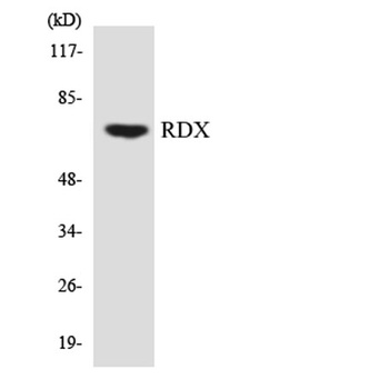 Radixin rabbit pAb