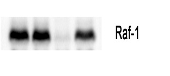 Raf-1 antibody