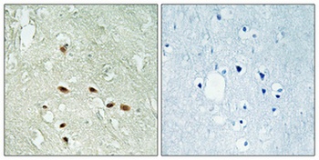 Rag A/B rabbit pAb