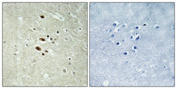 Rag A/B rabbit pAb