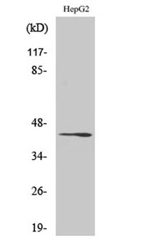 Rag C rabbit pAb Antibody