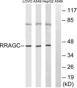 Rag C rabbit pAb
