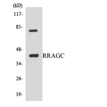 Rag C rabbit pAb