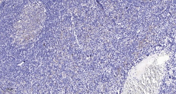 Rag C antibody