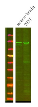 Ran BP-6 antibody