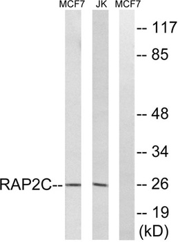 Rap 2C rabbit pAb