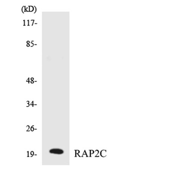 Rap 2C rabbit pAb