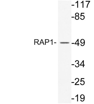 RAP1 rabbit pAb