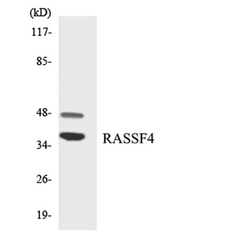RASSF4 antibody