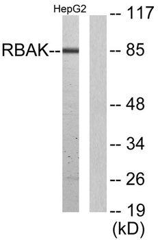 RBAK antibody