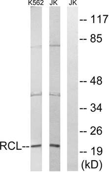 RCL rabbit pAb