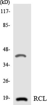 RCL rabbit pAb