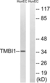 RECS1 antibody