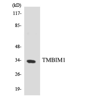 RECS1 antibody