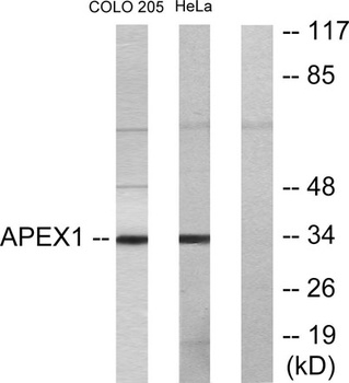 Ref-1 antibody