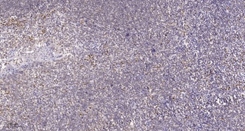 Ref-1 antibody