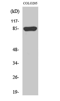 REP-2 rabbit pAb Antibody