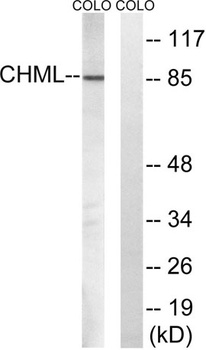 REP-2 antibody