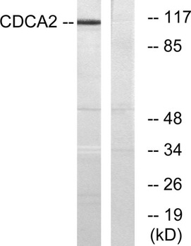 Repo-Man antibody