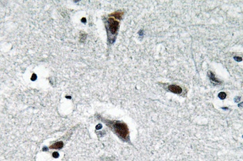 RFC3 rabbit pAb