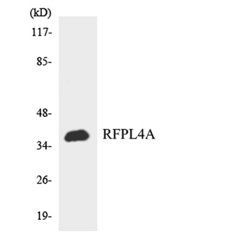 RFPL4A rabbit pAb