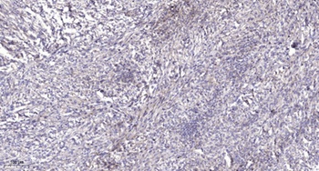 RFPL4A antibody