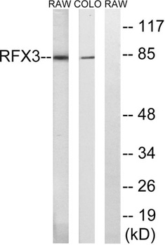 RFX3 rabbit pAb