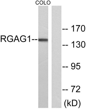 RGAG1 rabbit pAb