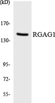 RGAG1 rabbit pAb