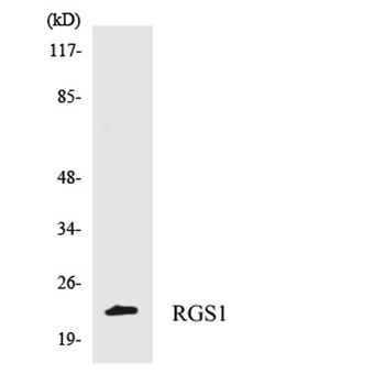 RGS1 rabbit pAb