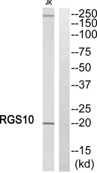 RGS10 rabbit pAb
